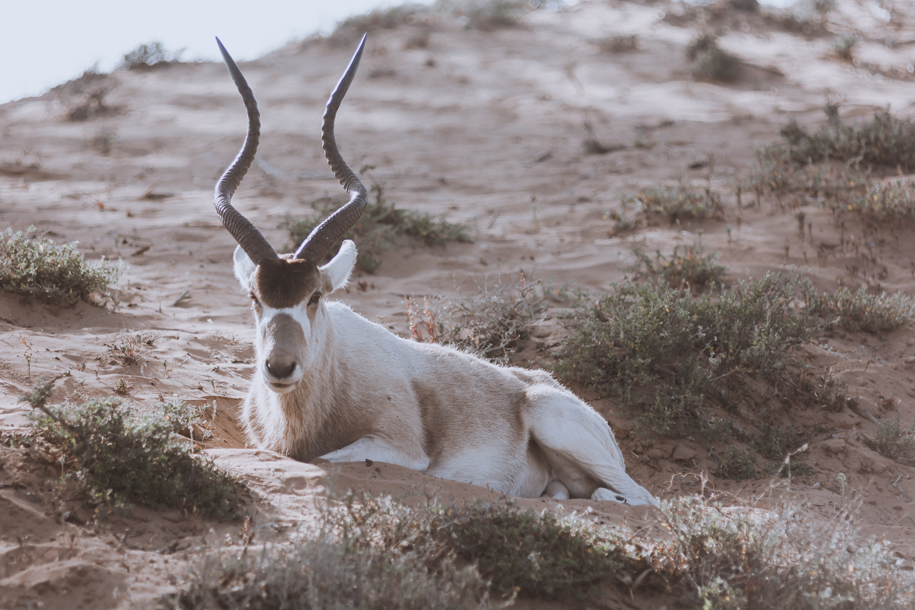 Wild Addax animal in National Park Souss-Massa