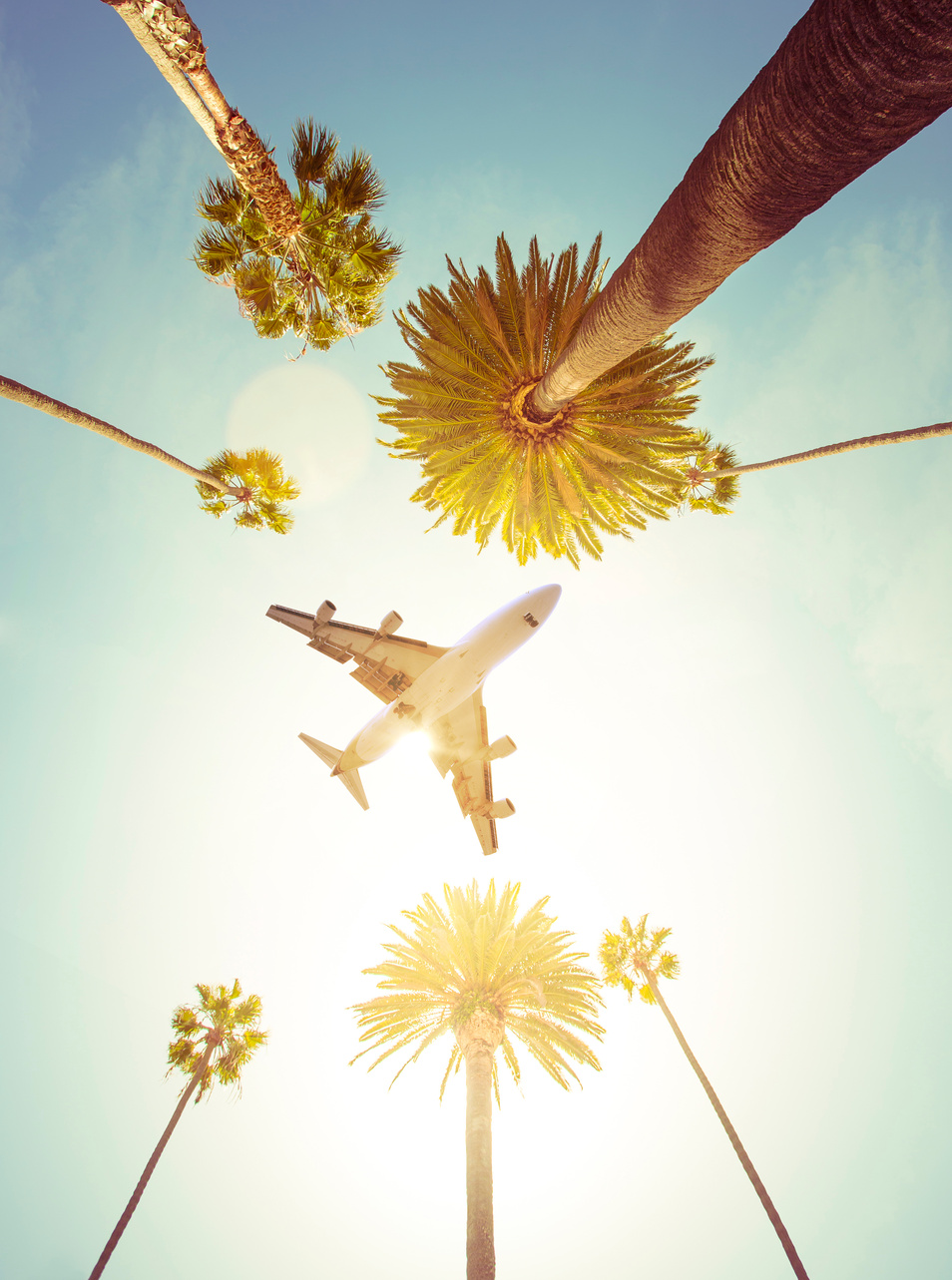 Plane over palm trees